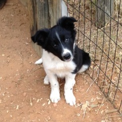 I need a home.