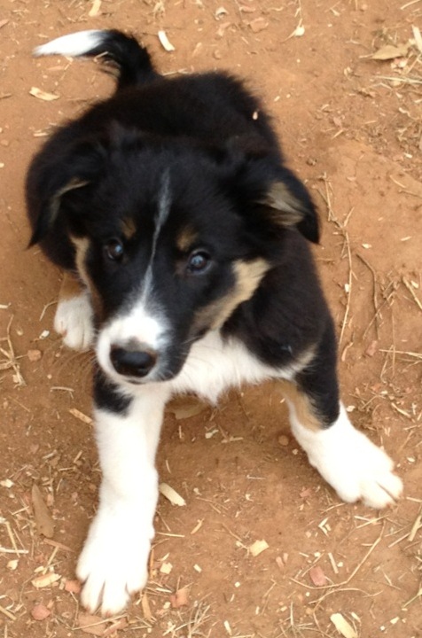 I need a home.