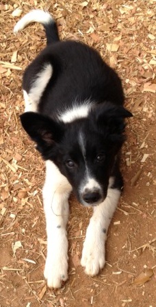 I need a home.